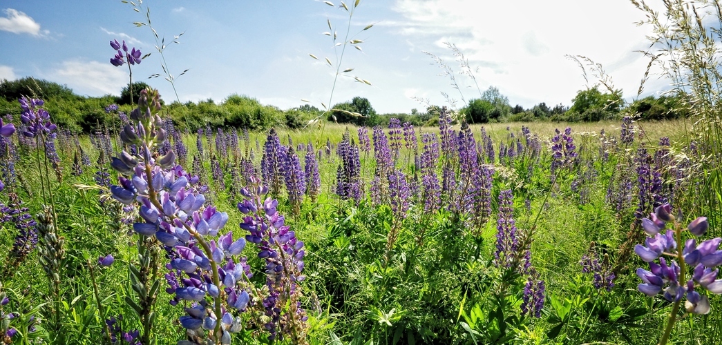 Wilde Lupinen...... (Lupinus; von ahd. luvina, zu lat. lupus „Wolf“)