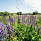 Wilde Lupinen...... (Lupinus; von ahd. luvina, zu lat. lupus „Wolf“)