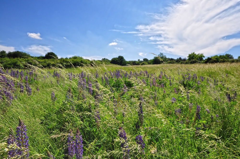 Wilde Lupinen...... (Lupinus; von ahd. luvina, zu lat. lupus „Wolf“)