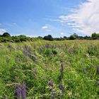 Wilde Lupinen...... (Lupinus; von ahd. luvina, zu lat. lupus „Wolf“)