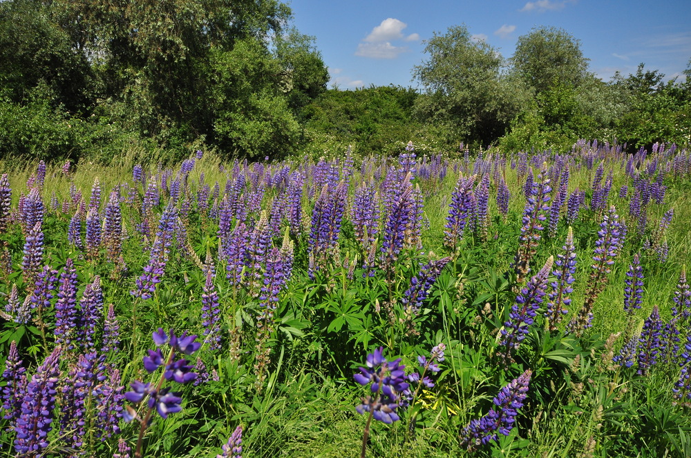 Wilde Lupinen..... (Lupinus; von ahd. luvina, zu lat. lupus „Wolf“)