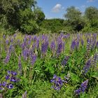 Wilde Lupinen..... (Lupinus; von ahd. luvina, zu lat. lupus „Wolf“)