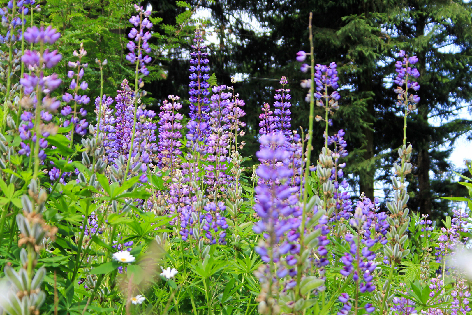 Wilde Lupinien am Wegesrand