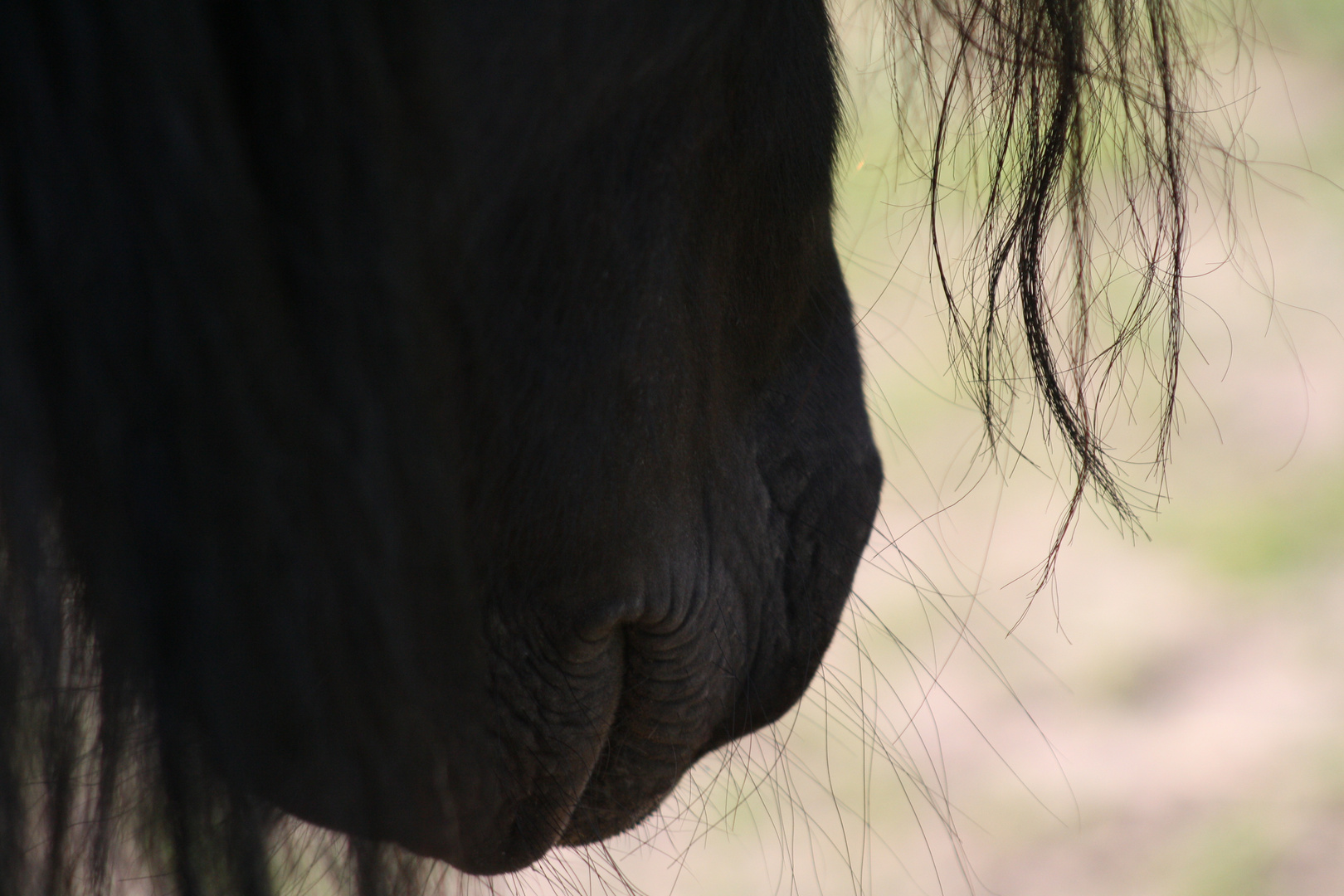 Wilde Mähne Friese ( Fellpony )