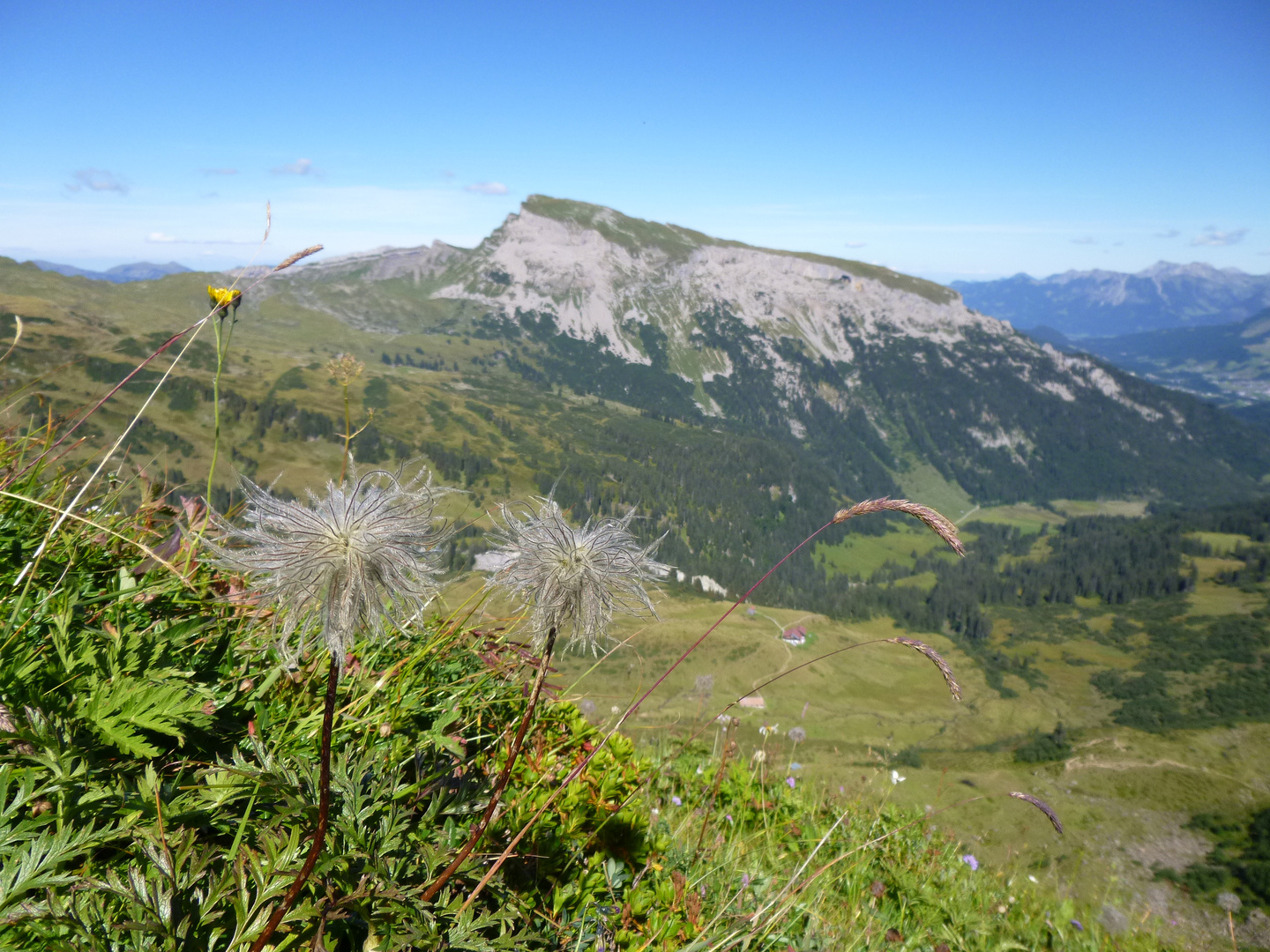 Wilde Männle vor dem Ifen im Kleinwalsertal