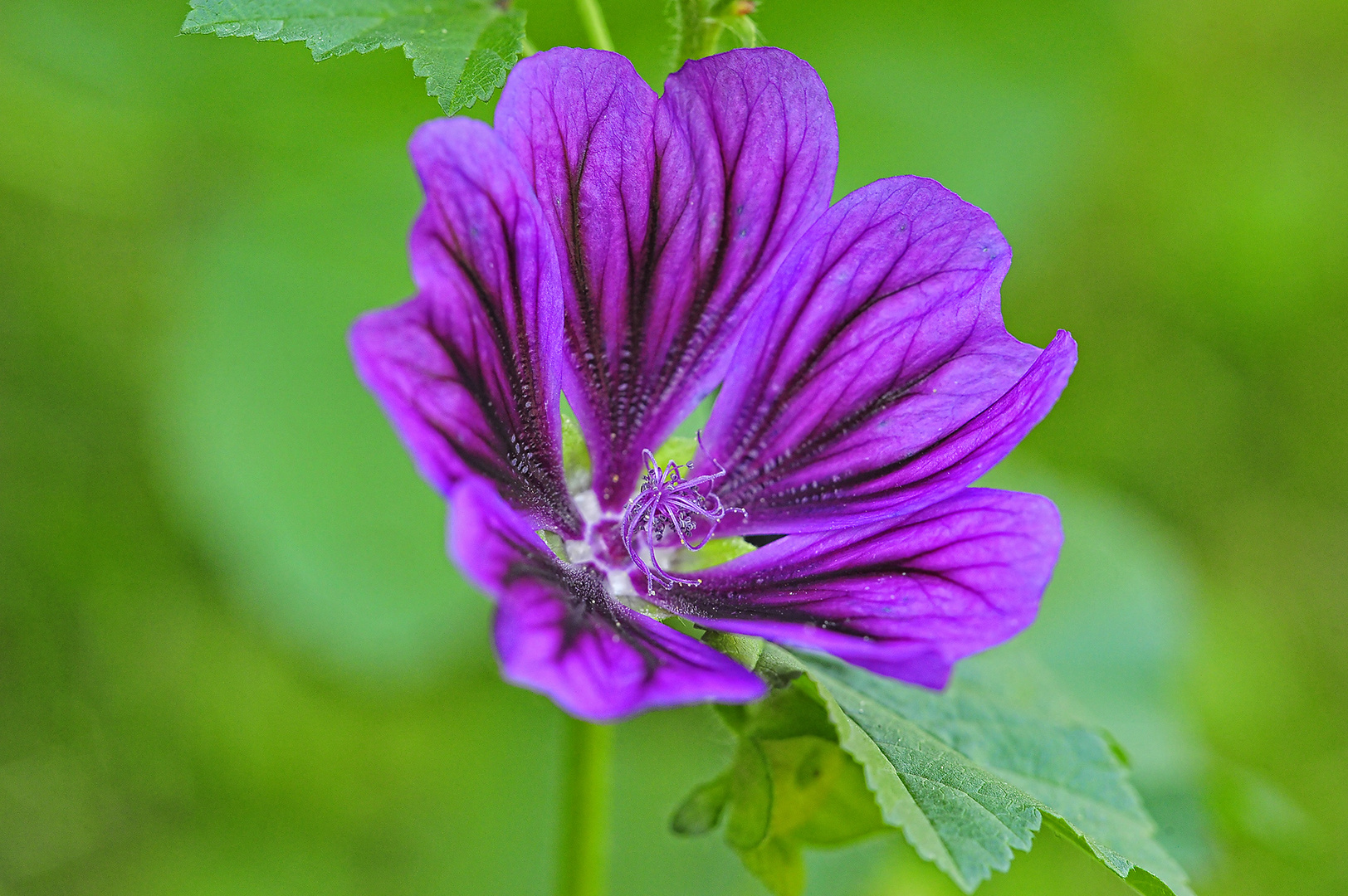 Wilde Malve / Common Mallow (Malva sylvestris)