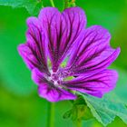 Wilde Malve / Common Mallow (Malva sylvestris)