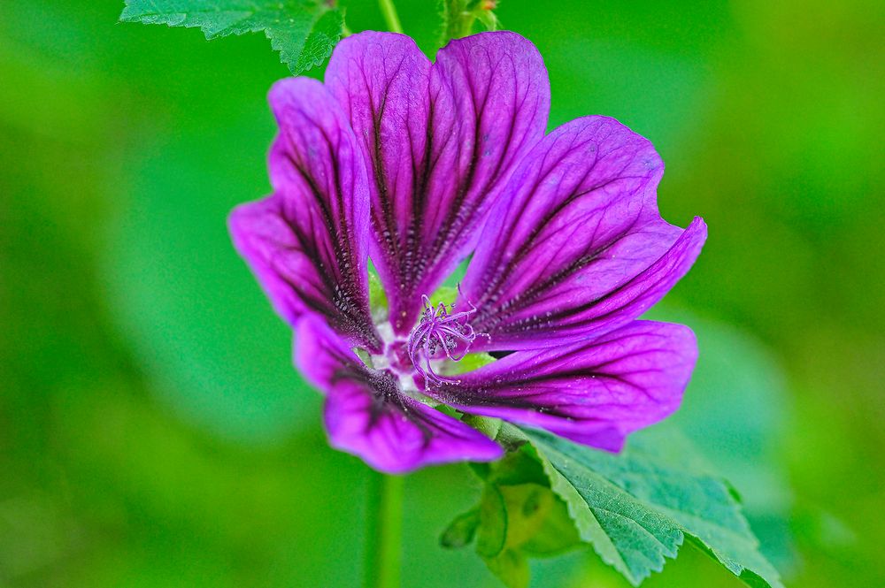 Wilde Malve / Common Mallow (Malva sylvestris)