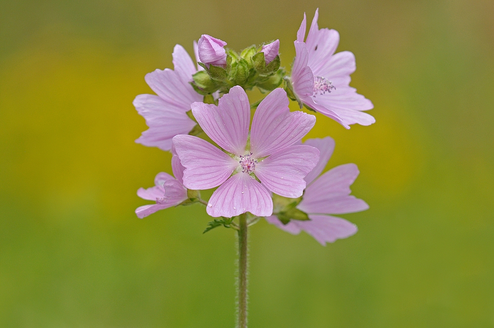 Wilde Malve: Ein pinker Hingucker