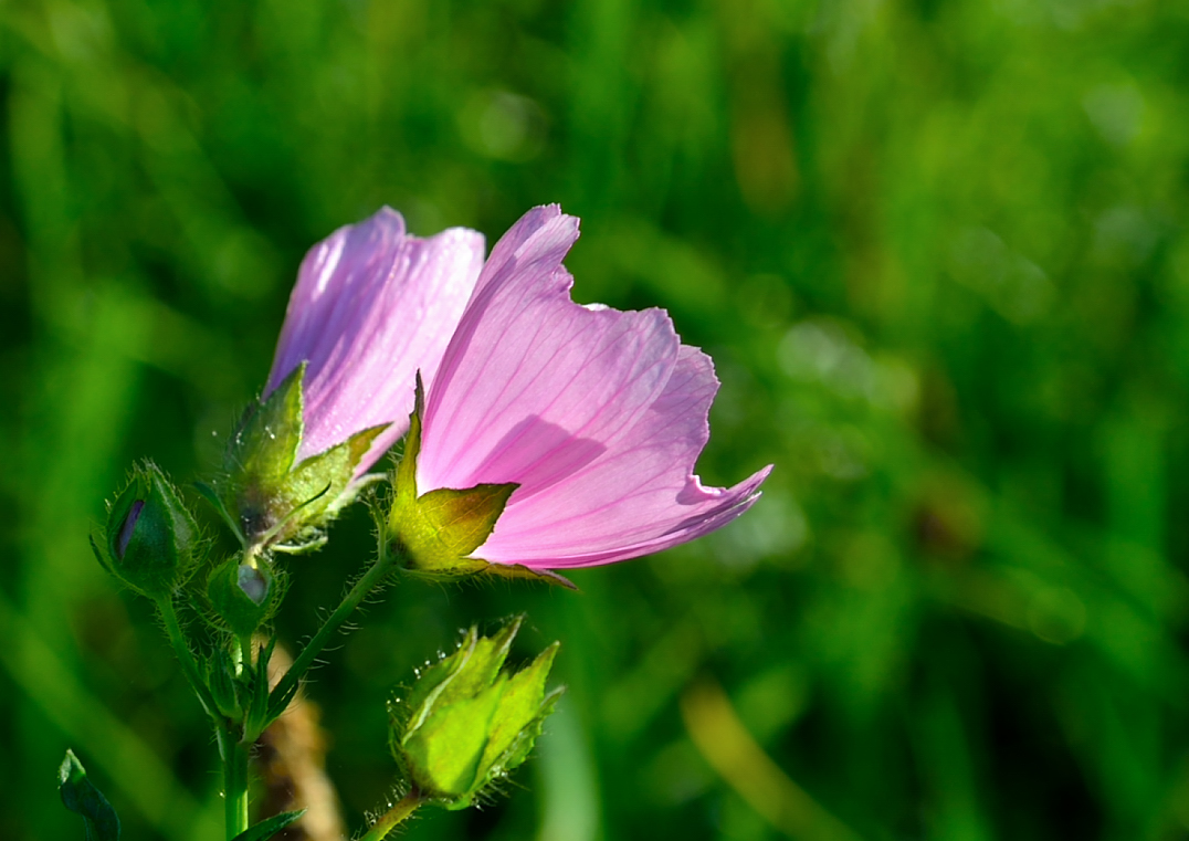 Wilde Malve im letzten Licht