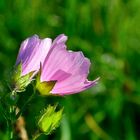 Wilde Malve im letzten Licht