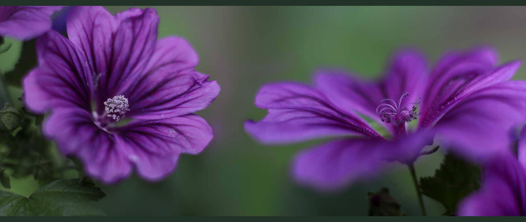 Wilde Malve - männliche und weibliche Phase