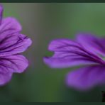 Wilde Malve - männliche und weibliche Phase