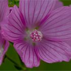 Wilde Malve (Malva sylvestris)..