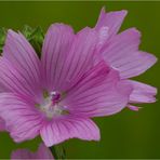 Wilde Malve (Malva sylvestris)