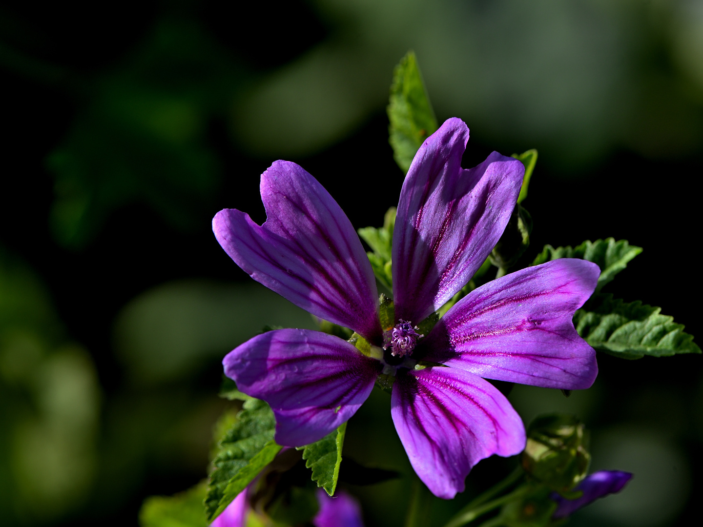 Wilde Malve - Malva sylvestris