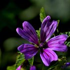 Wilde Malve - Malva sylvestris