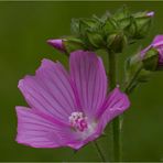 Wilde Malve (Malva sylvestris).