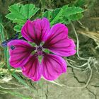 Wilde Malve  -  Malva sylvestris - 