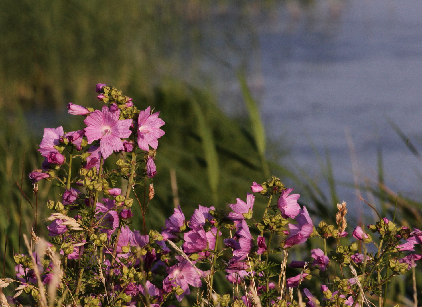 Wilde Malve (Malva sylvestris) 