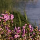 Wilde Malve (Malva sylvestris) 