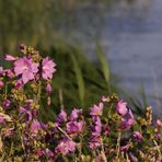 Wilde Malve (Malva sylvestris) 