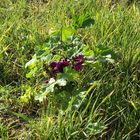 Wilde Malve (Malva sylvestris) am Wegesrand