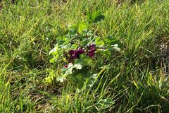 Wilde Malve (Malva sylvestris) am Wegesrand