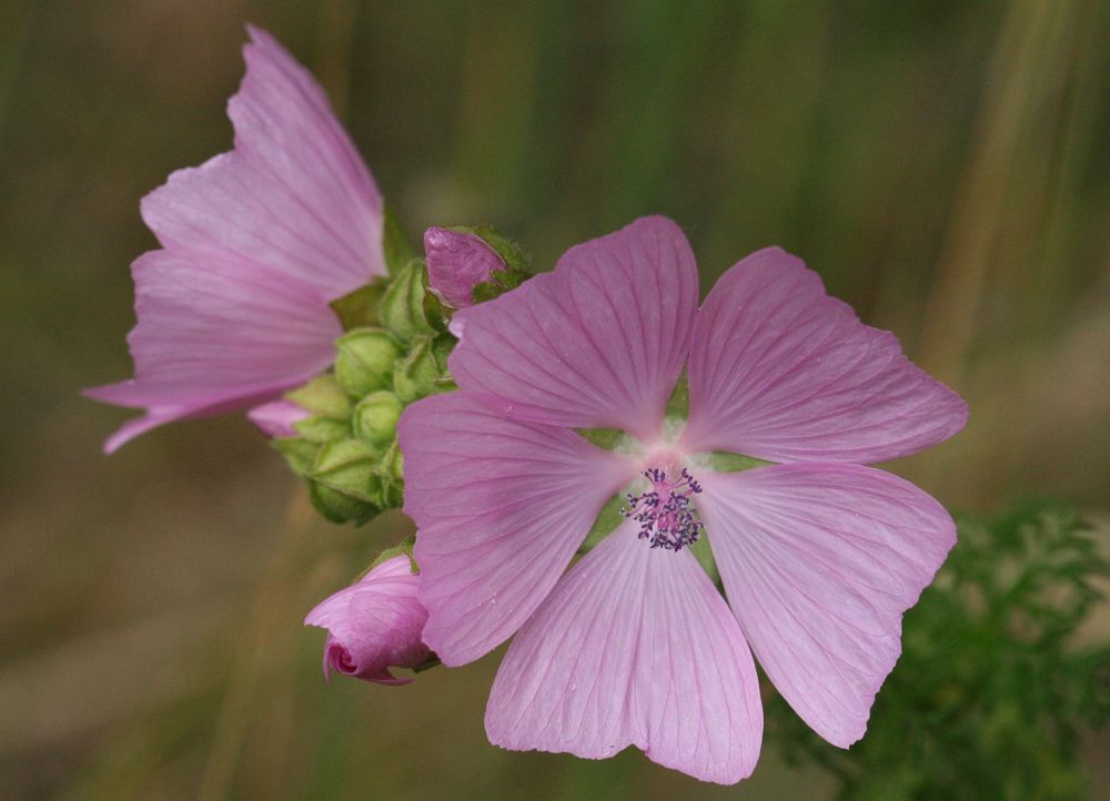 wilde Malve - Malva sylvestris