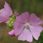 wilde Malve - Malva sylvestris