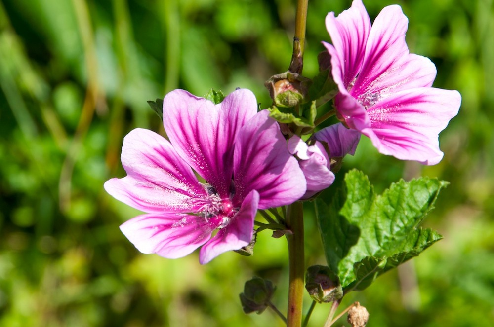 wilde malve (malva sylvestris)