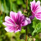 wilde malve (malva sylvestris)