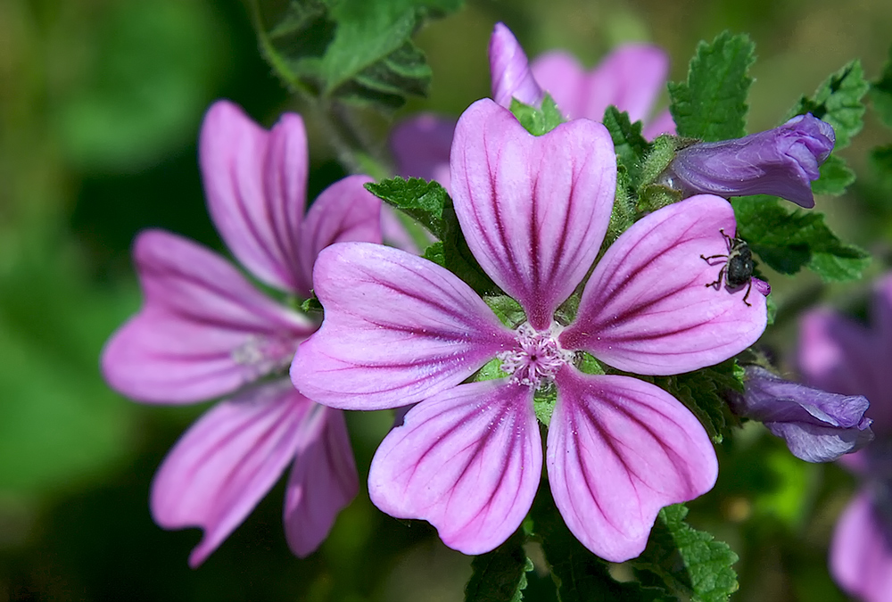 Wilde Malve (Malva sylvestris)