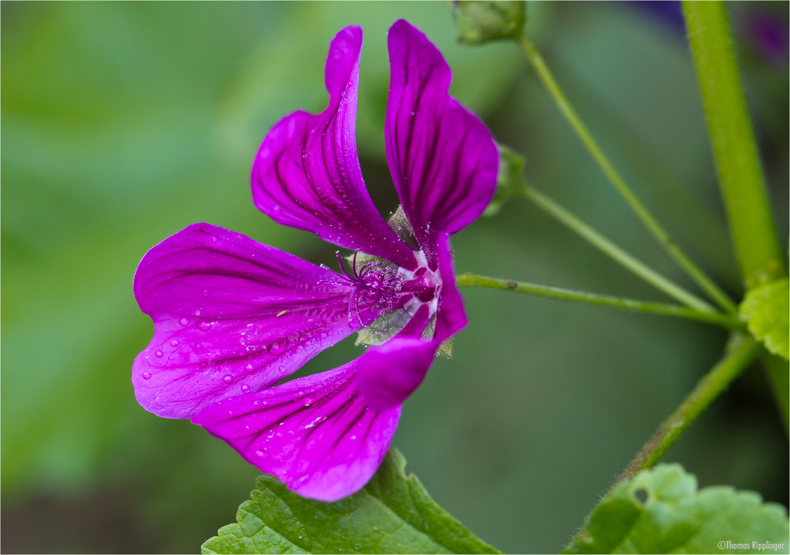 Wilde Malve (Malva sylvestris).