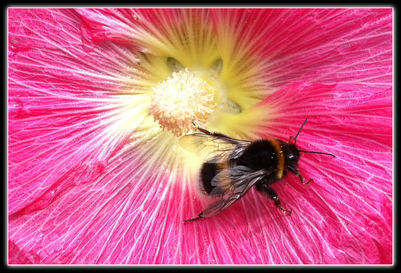 WIlde Malve mit Besucher