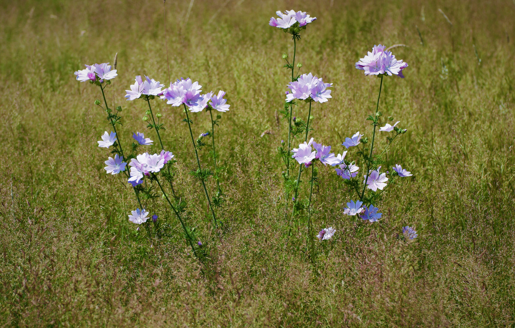 Wilde Malve - Moschus Malve (Malva moschata) Graslandschaft im Sommer