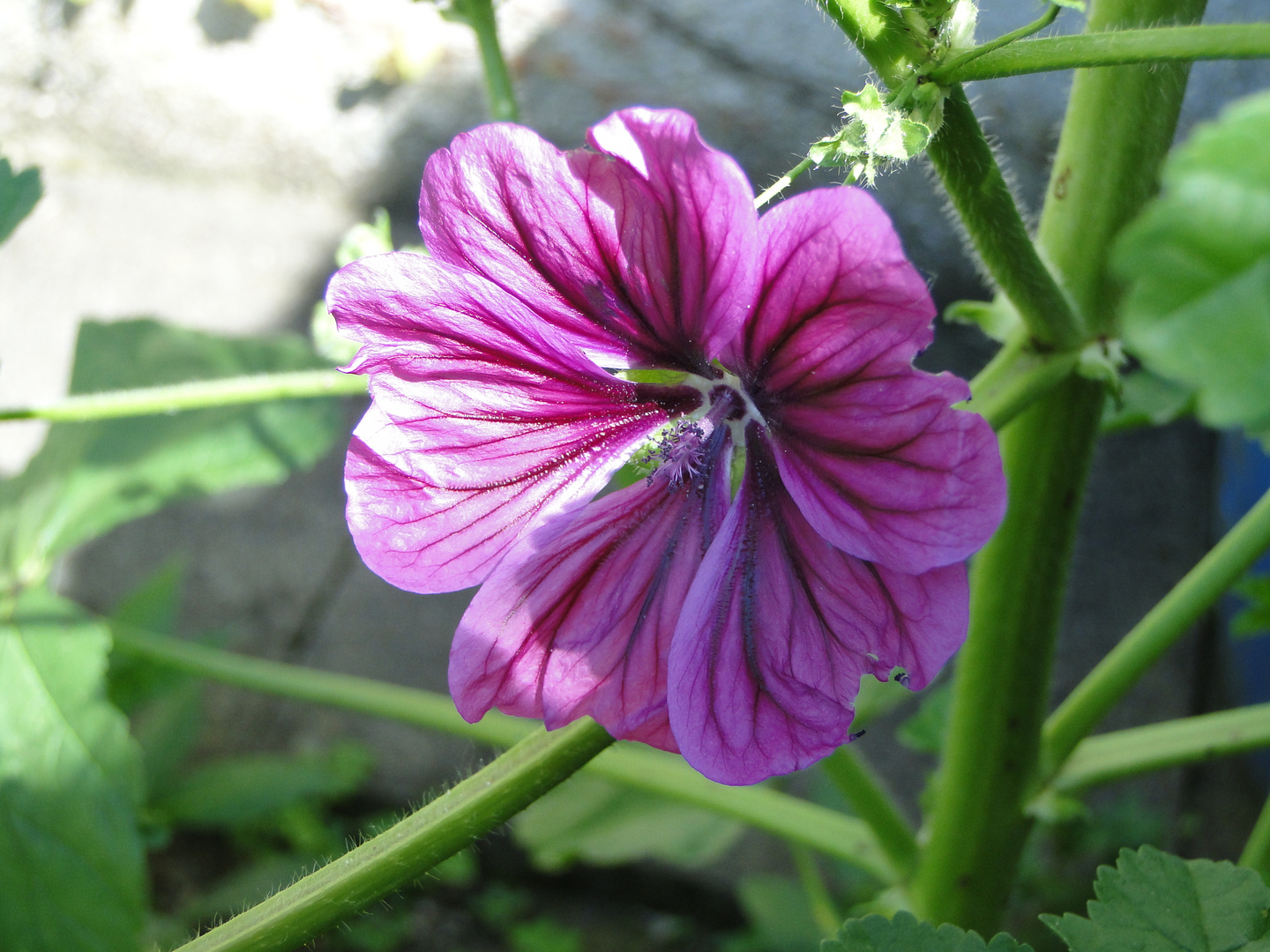 Wilde Malve(Malva sylvestris)