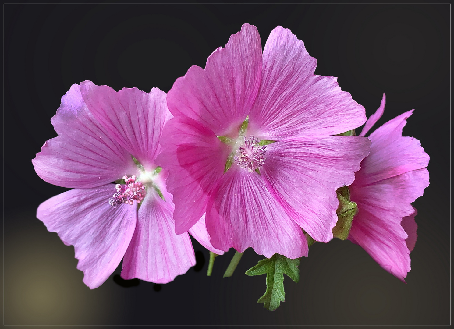 Wilde Malven (Malva sylvestris) 