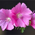 Wilde Malven (Malva sylvestris) 