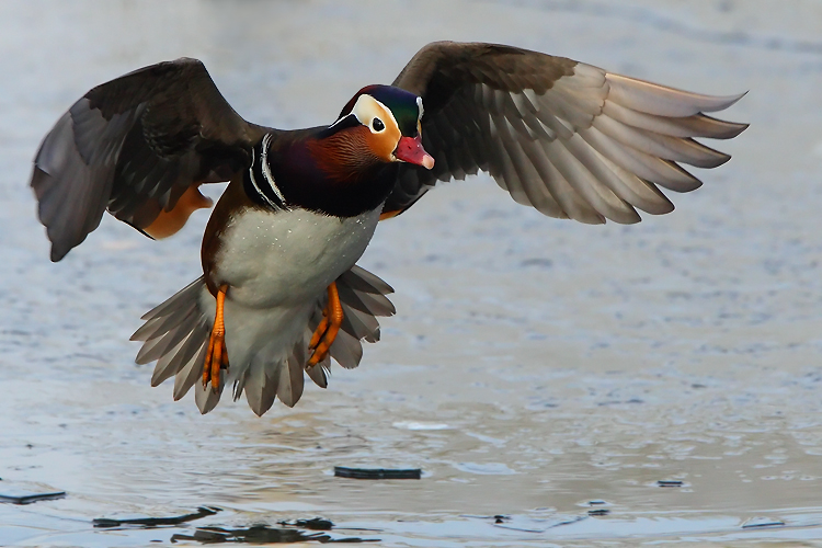 Wilde Mandarin im Landeanflug