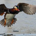 Wilde Mandarin im Landeanflug