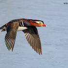 Wilde Mandarinente im Flug