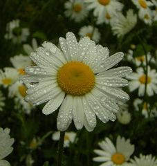 Wilde Margarite im Regen-vergrößert