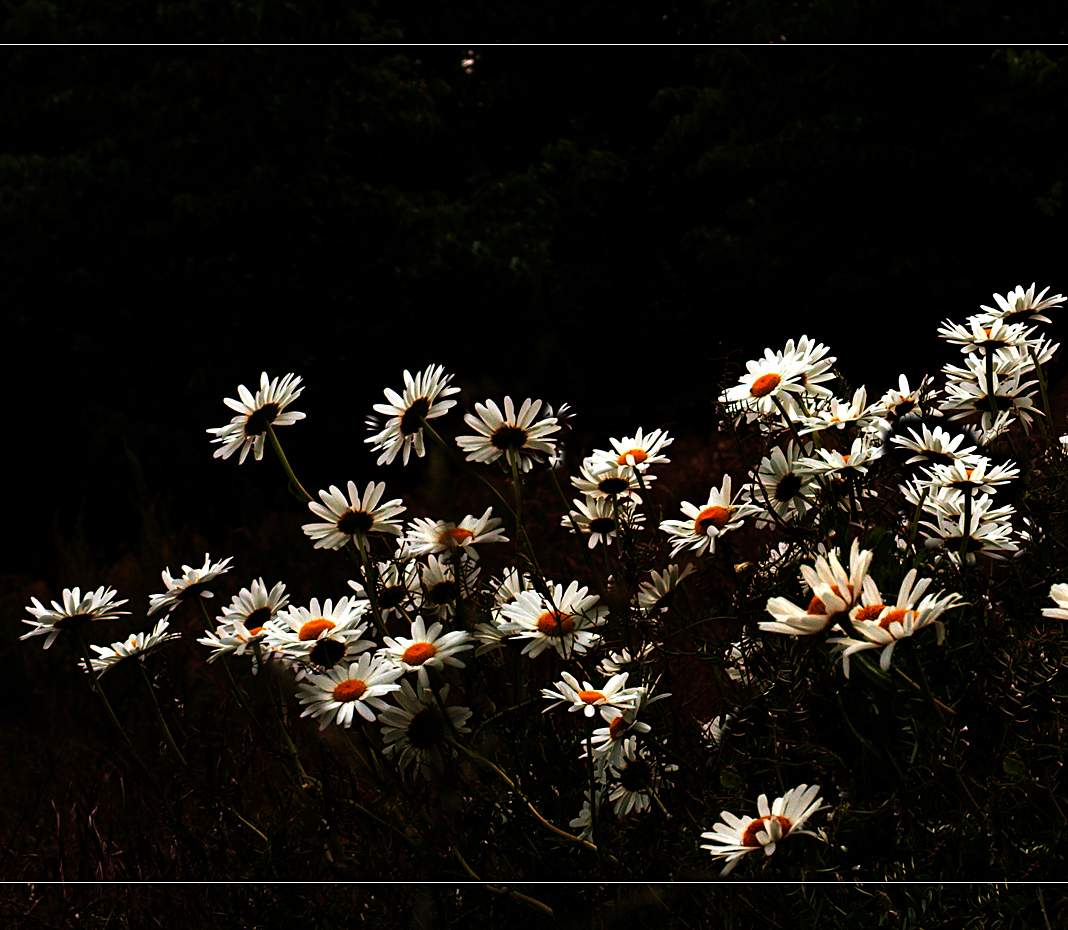 Wilde Margeriten