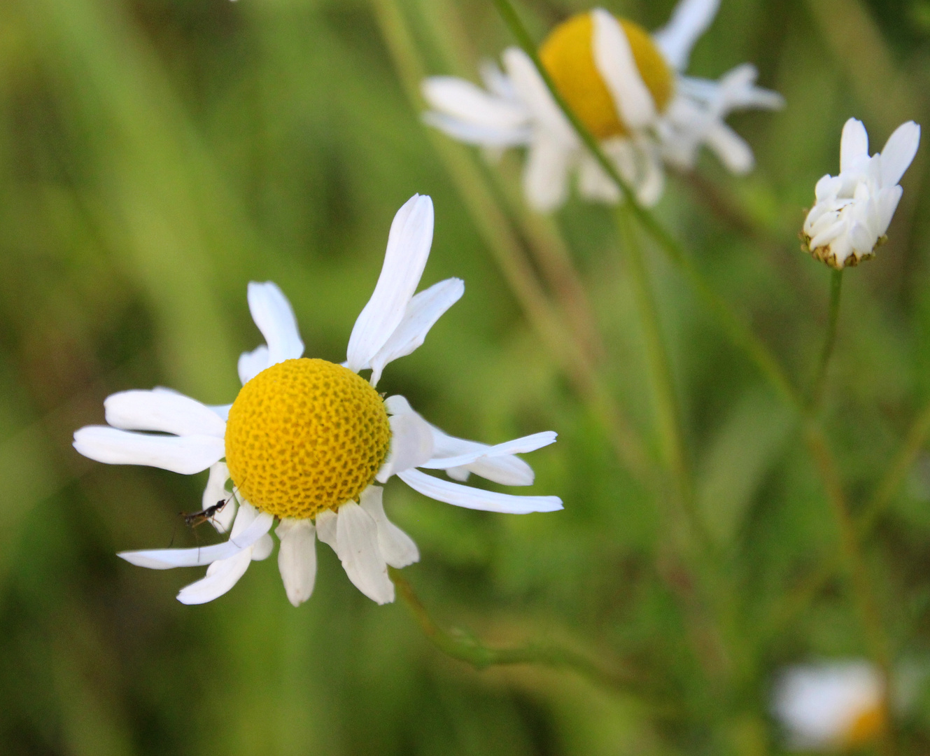 wilde Margeriten  ...