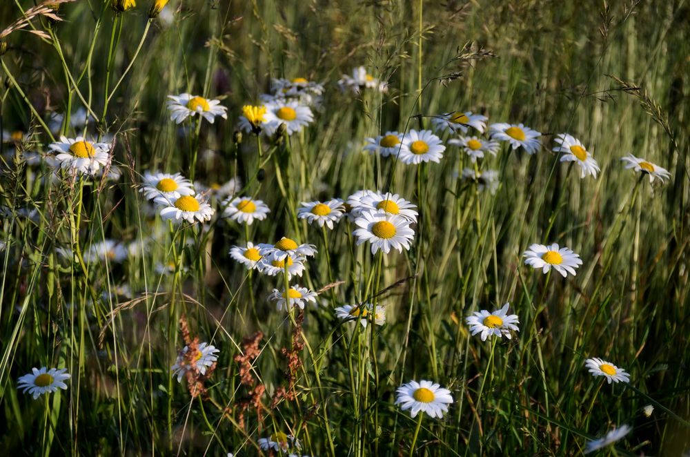 Wilde Margeriten