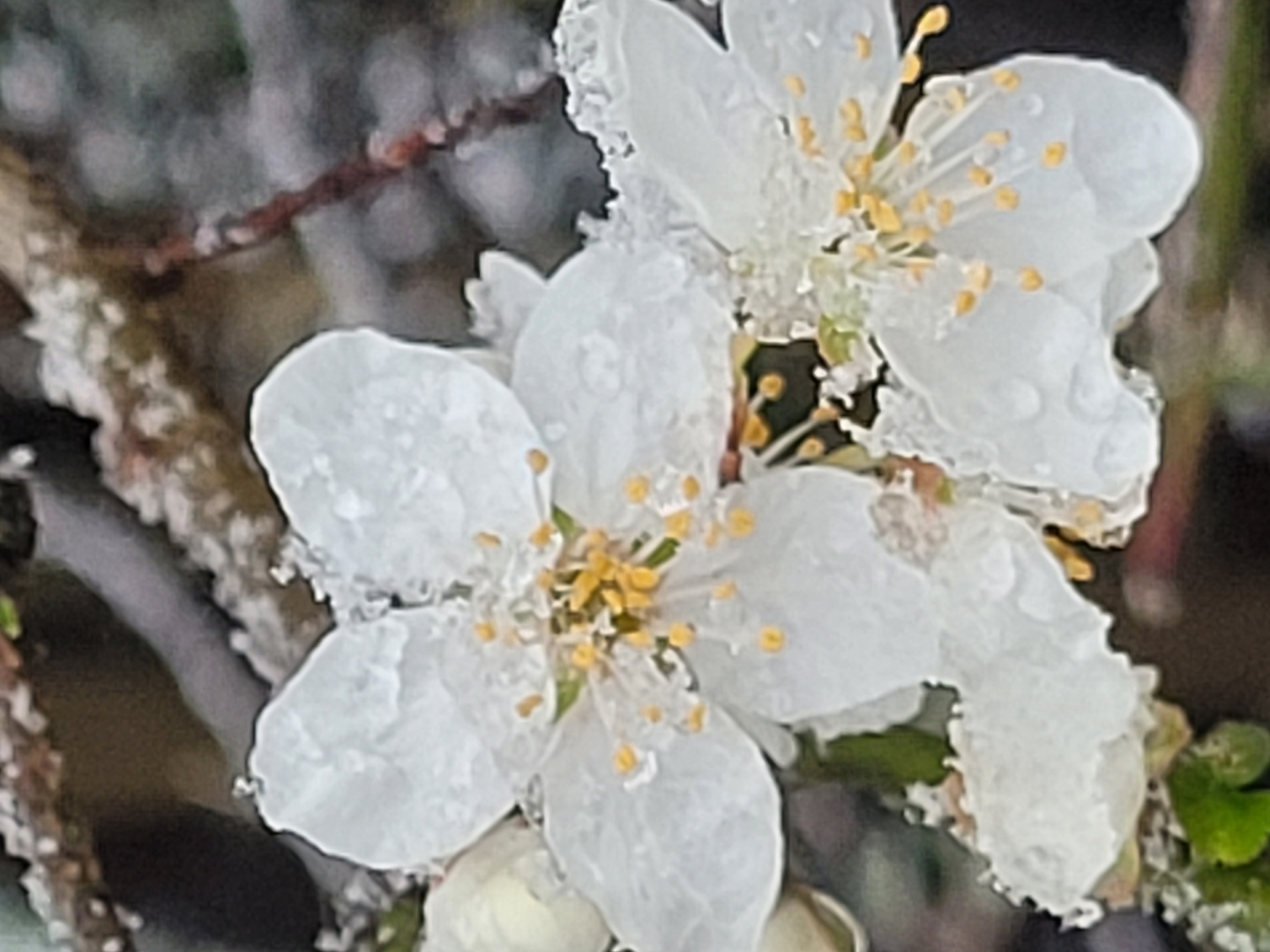 Wilde Marillenblüte von Schneeschauern bedroht