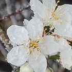 Wilde Marillenblüte von Schneeschauern bedroht