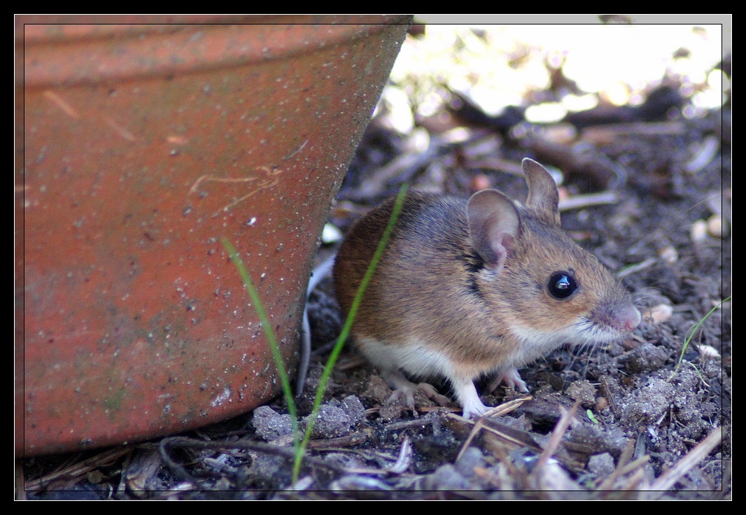 Wilde Maus