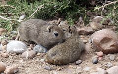 Wilde Meerschweinchen